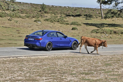 como evitar atropellar animales con su coche