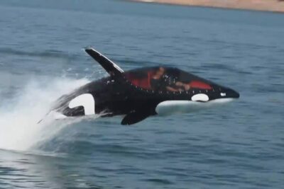 submarino ballena asesina seabreacher